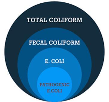 Nested circle diagram showing total coliform containing fecal coliform, which contains E. coli, which contains pathogenic E. coli.