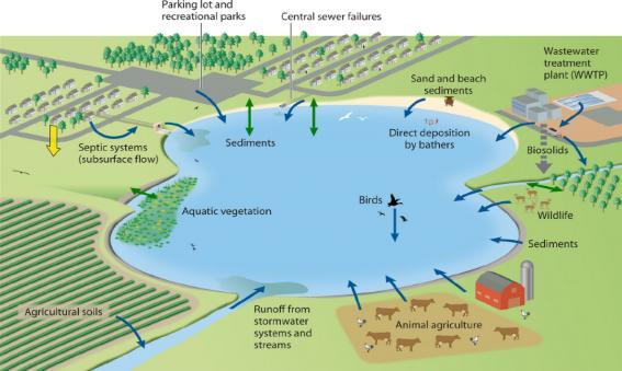 Illustration of a water body showing sources of Enterococcus bacteria, including septic systems, agricultural soils, stormwater runoff, animal agriculture, wildlife, birds, bathers, sediments, and a wastewater treatment plant.